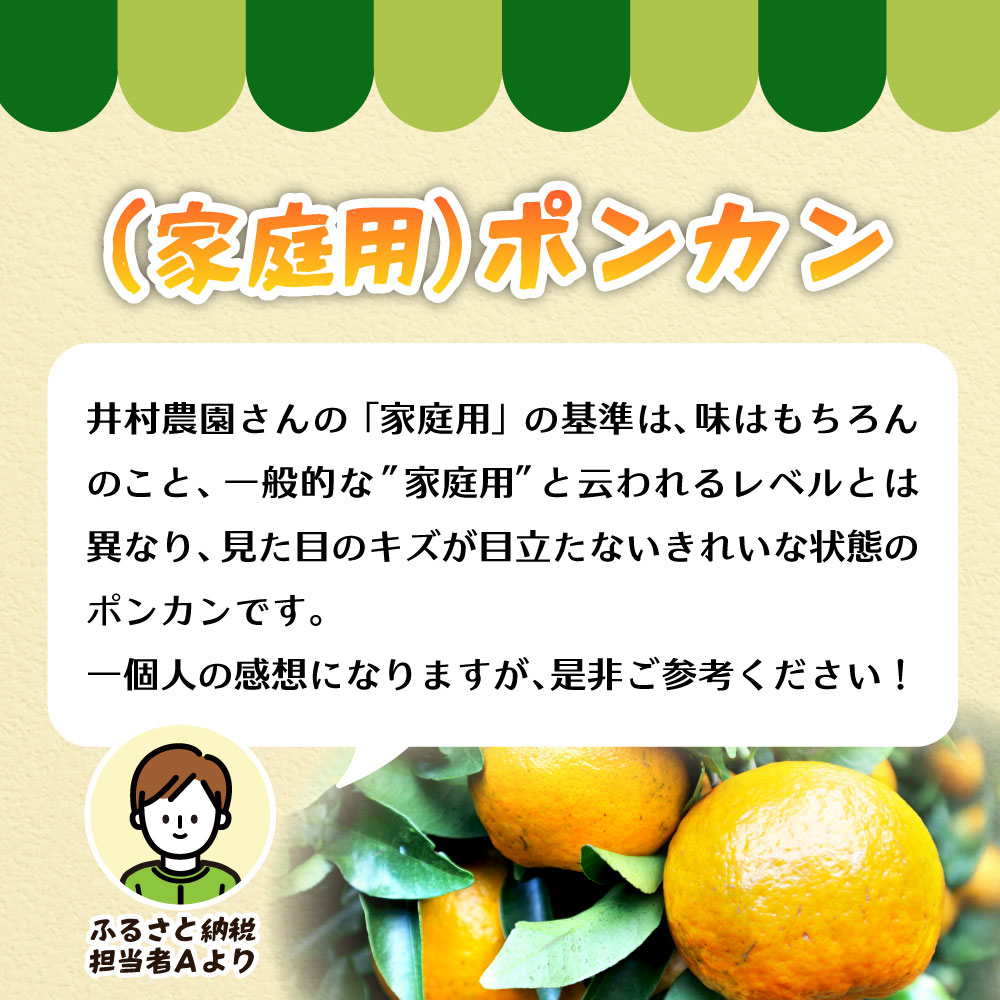 R8.1月下旬発送 訳あり 家庭用 足摺ぽんかん 10kg デコポンの親 ぽんかん みかん 柑橘 果物 果実 ミカン ポンカン フルーツ おやつ デザート 10キロ 美味しい 井村農園【R01495】