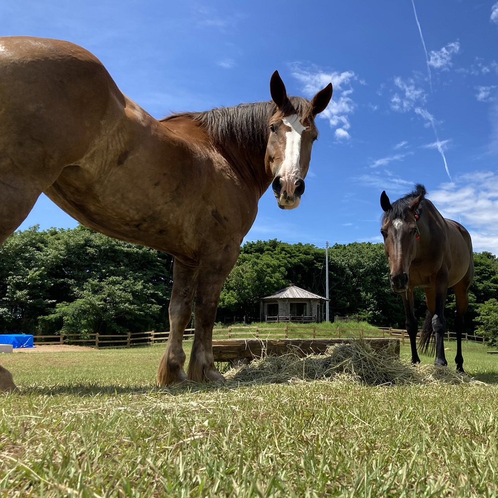 一括寄附で4つの事業を応援！返礼品なし 100,000円（子ども食堂・引退馬の余生応援・椿の森再生・まちづくり支援）10万円 子供 子育て 福祉 動物保護 自然保護 環境整備 教育 自然【R01226】