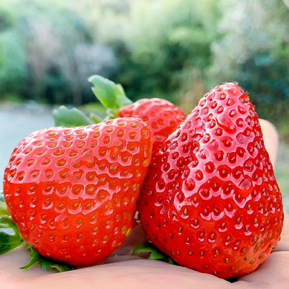 数量限定 甘くてやみつき あしずりいちご 280g×4パック イチゴ 苺 果物 フルーツ デザート スイーツ ケーキ おやつ 甘い おいしい 冷蔵 配送【R01325】