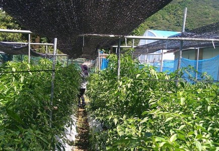 <先行受付> 訳あり土佐のししとう１kg（サイズ混合）野菜炒め 天ぷら 夏野菜 【R01329】