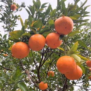 【令和８年1月下旬より発送】＜訳あり＞ぽんかん  3.5kg 高糖度 みかん 柑橘 甘い ジューシー 完熟 フルーツ 果物 ビタミンC 旬 M～2Lサイズ 減農薬 乳酸菌生成液 産直 季節限定 家庭用【R01342】