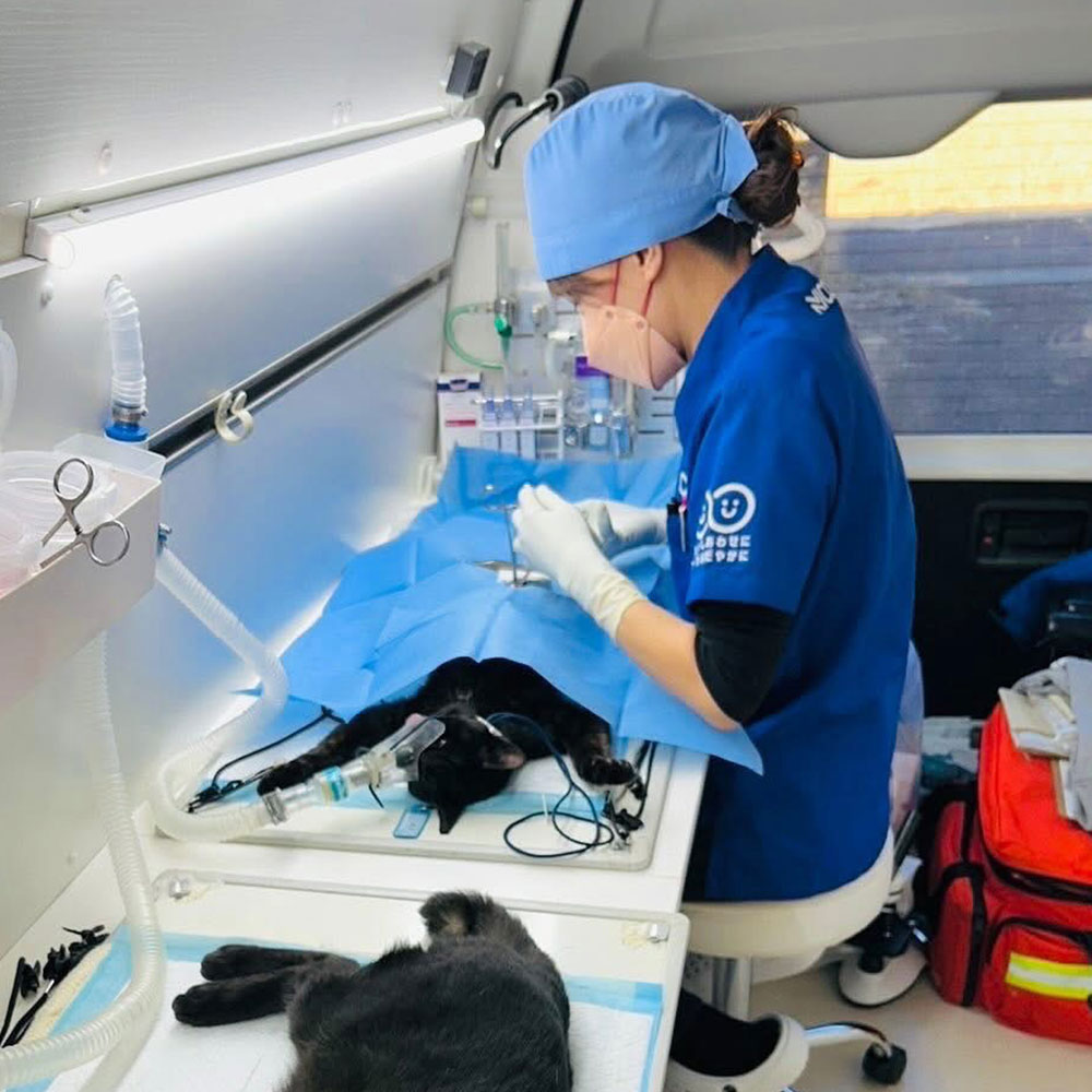 のらねこゼロプロジェクト 一口 50,000円（15,000円分）返礼品なし 保護猫 ネコ 猫 ねこ 動物 保護 愛護 TNR活動応援 支援 寄付 殺処分ゼロ クラウンドファンディング クラファン【R01385】