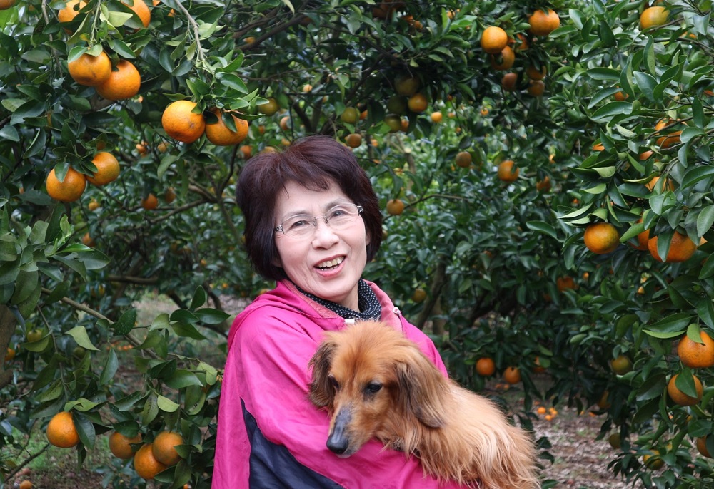 R8.1月下旬発送 規格外だけど規格外じゃない!? 訳あり 足摺ぽんかん 10kg デコポンの親 みかん 柑橘 果物 果実 ミカン ポンカン フルーツ おやつ デザート 5キロ 美味しい 井村農園【R01486】