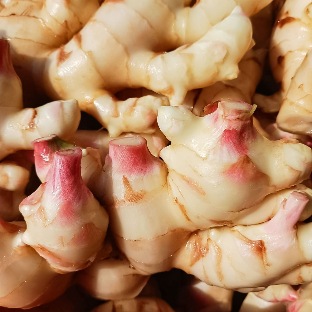 【先行受付】新生姜 1kg 水洗いのみ 生姜 生姜湯 ジンジャー しょうが ショウガ 1キロ 野菜 旬 季節限定 佃煮 甘酢漬け ジンジャーエール サラダ 新鮮 温まる 温活 冷え対策 国産 高知県 土佐清水市 高知【R01551】