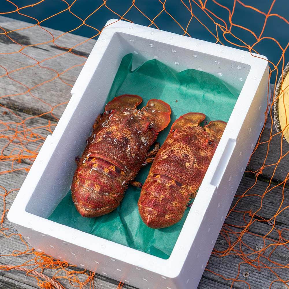 幻の天然セミエビ 約750g～850g（サイズおまかせ）※着日指定不可※漁師のごちそうをお届け！甲殻類 海老 海鮮BBQ えび エビ せみえび 冷蔵 配送 新鮮 美味しい 希少 高級食材 故郷納税【R01569】