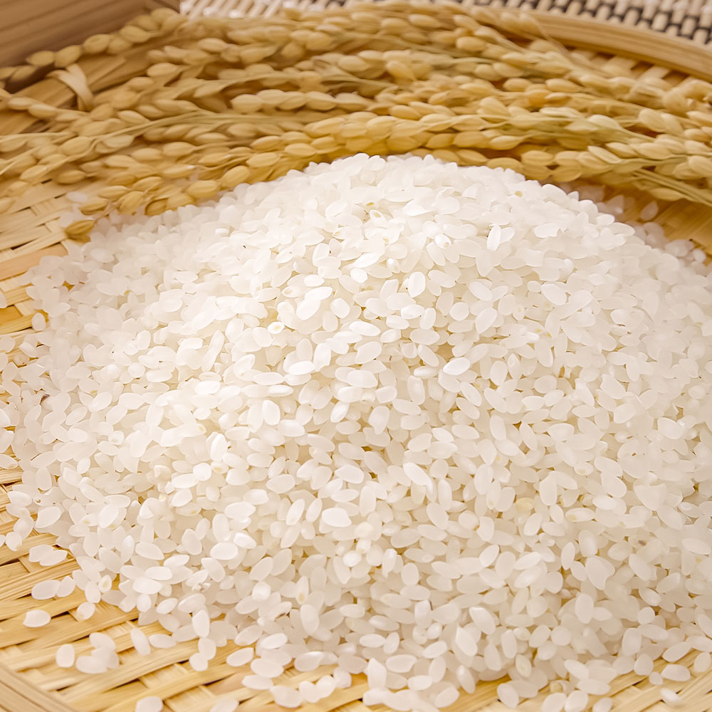 農家直送　令和8年産　コシヒカリ　精米　５キロ 【R01590】