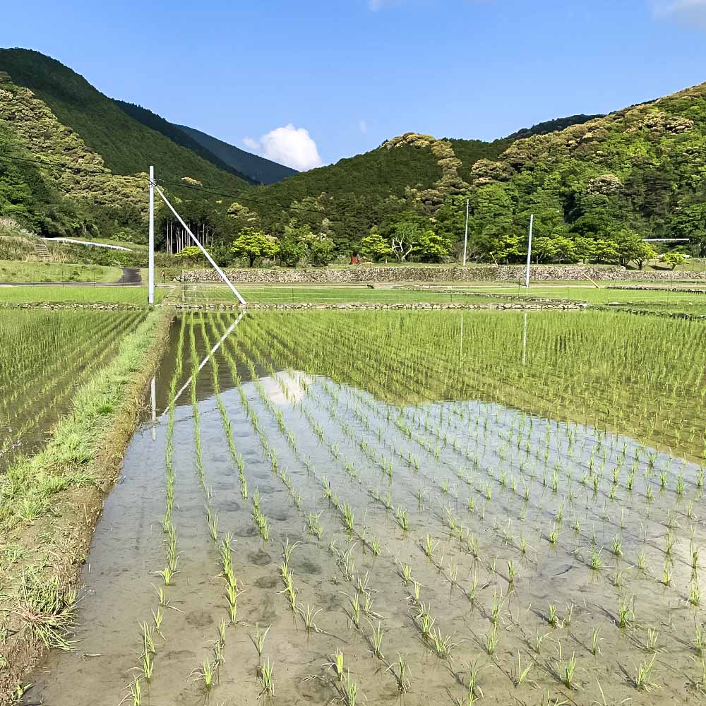 【令和８年産】新米　土佐清水産 コシヒカリ 玄米 5kg 5キロ お米 おこめ ごはん 飯 こしひかり ブランド米 おいしい 国産 高知県産【R01597】