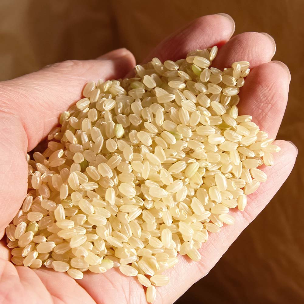 【令和８年産】新米　玄米 コシヒカリ 5キロ お米 おこめ  ごはん 飯 こしひかり ブランド米 農薬5割減栽培 おいしい 国産 土佐清水産 送料無料 高知県 土佐清水市 故郷納税 返礼品 高知【R01598】