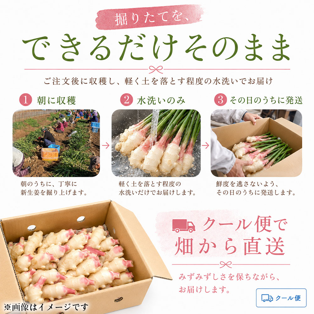 新生姜 8kg（4kg×2箱）水洗いのみ 生姜 生姜湯 ジンジャー しょうが ショウガ 8キロ 野菜 旬 季節限定 佃煮 甘酢漬け ジンジャーエール サラダ 新鮮 温まる 温活 冷え対策 国産 高知県 土佐清水市 送料無料【R01776】