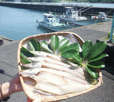 旬の干物４種類おまかせセット　無添加 お楽しみ 干し魚 健康食品 おかず 惣菜 おつまみ【R00764】