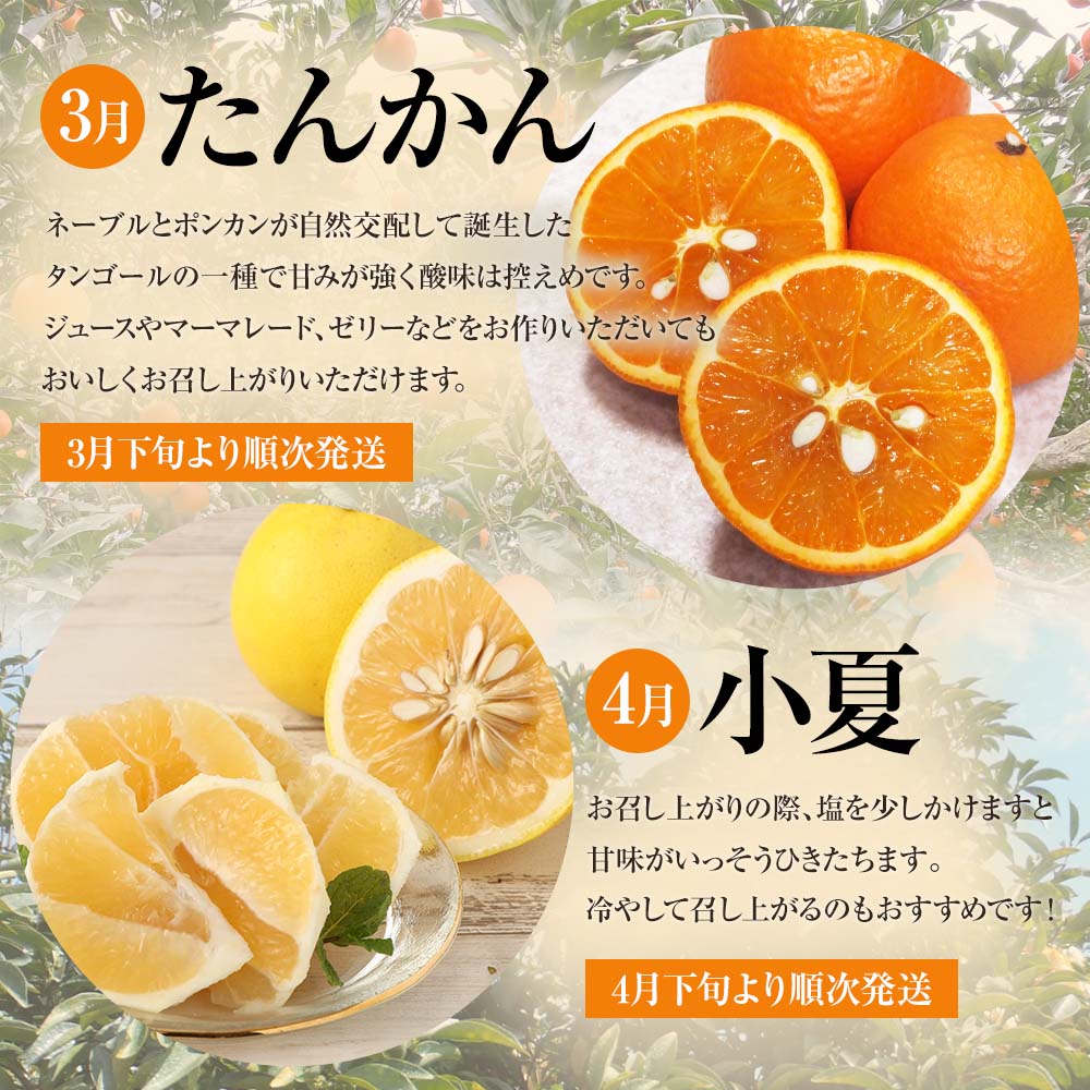 【令和８年発送】＜ 訳あり＞ オレンジ園の柑橘4種（ぽんかん・文旦・タンカン・小夏）各5kg 4回定期便 ポンカン ぶんたん 果物 蜜柑 みかん ミカン 柑橘 フルーツ デザート 常温 配送【J00100】