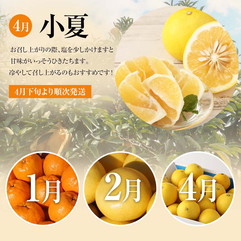 【令和８年発送】 オレンジ園の柑橘3種（ぽんかん・文旦・小夏）各10kg 3回定期便 ポンカン ぶんたん こなつ 果物 蜜柑 みかん ミカン 柑橘 フルーツ デザート 国産 常温 配送【J00105】