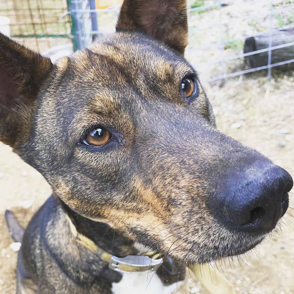 【12回定期便】無添加ドッグフードセット：イノシカふりかけ1P＆しかにくジャーキー2P 高品質 鹿肉 猪肉 ペットフード ジビエ 愛犬 イヌ用 ドライフード トッピング 国産【J00172】