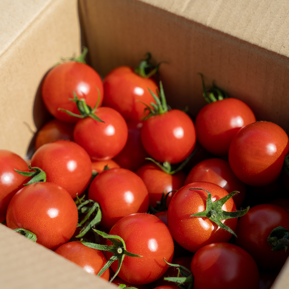 完熟フルティカトマト1kg（中玉サイズ）3回定期便 秋 10月/11月/12月にお届け 天然地下水使用  完熟ミディトマト とまと 1000g 1キロ 野菜 サラダ 料理 美味しい ギフト 国産 高知県 土佐清水市【J00222】