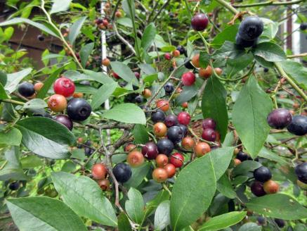 【先行予約】無農薬・川渕さん家の完熟ブルーベリー 冷凍 500g（250g×2パック）フルーツ 果物 無農薬 完熟 国産 冷凍 ブルーベリー お菓子作りトッピング 先行予約 7000円【R00114】