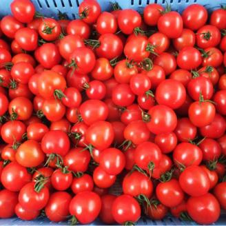 完熟フルティカトマト１kg（中玉サイズ）天然地下水使用 　甘熟ミディトマト フルーツトマト とまと 1000g 1キロ 野菜 サラダ 料理 ギフト 国産 高知県 土佐清水市【R00130】