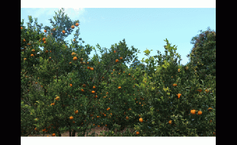 R8.1月下旬発送 訳あり 家庭用 足摺ぽんかん ５kg デコポンの親 みかん 柑橘 果物 果実 ミカン  ポンカン フルーツ おやつ デザート 5キロ 美味しい 高知 井村農園【R01488】