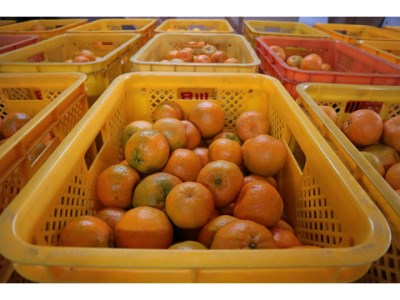 【R8年発送】早川農園のぽんかん（５kg）5キロ  デコポンの親 みかん ミカン 果物 果実 柑橘 フルーツ ポンカン おやつ デザート 甘い 美味しい ギフト 贈答 名物 国産【R00213】