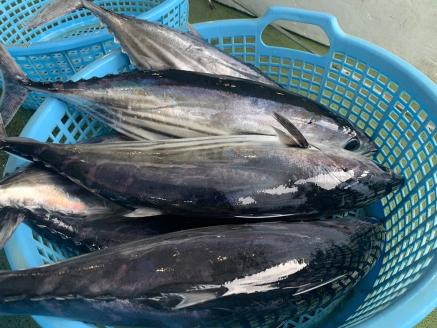 一本釣り漁師歴40年の職人技！かつおのたたき・ポン酢セット400g（1～2節）藁焼き 本場　高知　土佐　鰹　カツオ　タタキ　わら焼き　ぽん酢　冷凍【R00351】