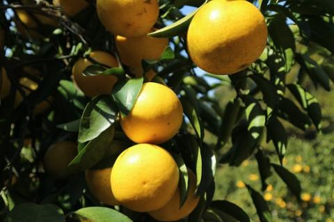 R8.4月中旬以降発送 ご贈答◎ ギフト◎ 小夏 5kg 5キロ 日向夏 みかん ミカン 柑橘 フルーツ こなつ コナツ ﾆｭｰｻﾏｰｵﾚﾝｼﾞ おやつ デザート 美味しい おいしい 国産 プレゼント 井村農園【R01490】