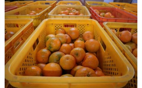 【R8年発送】 早川農園のぽんかん（10kg）10キロ デコポンの親 みかん ミカン 果物 果実 柑橘 フルーツ デザート 甘い 美味しい 健康 ギフト 名物 国産 20000円 2万円【R00479】