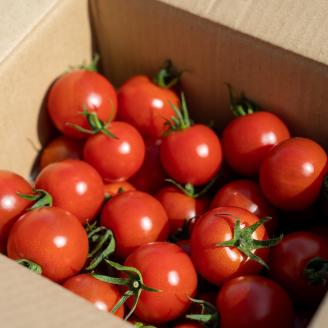 完熟フルティカトマト4kg（中玉サイズ）天然地下水使用  甘熟ミディトマト フルーツトマト とまと 4000g 4キロ 野菜 サラダ 料理 ギフト 国産 高知県 土佐清水市【R00559】