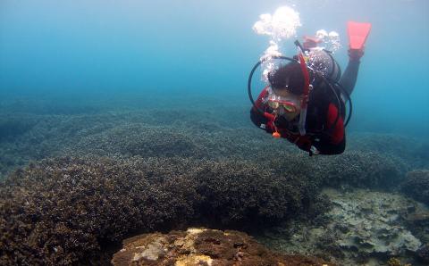 絶景竜串海中公園！ファンダイビング２ボート体験券(Cカード所有者1名用)チケット マリンスポーツ 観光【R01523】
