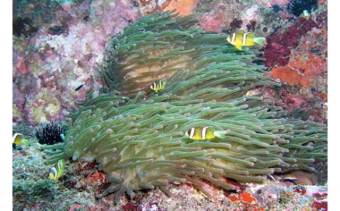 絶景竜串海中公園！ダイビング１ボート体験券（1名分）【初心者歓迎】チケット マリンスポーツ 観光【R01524】