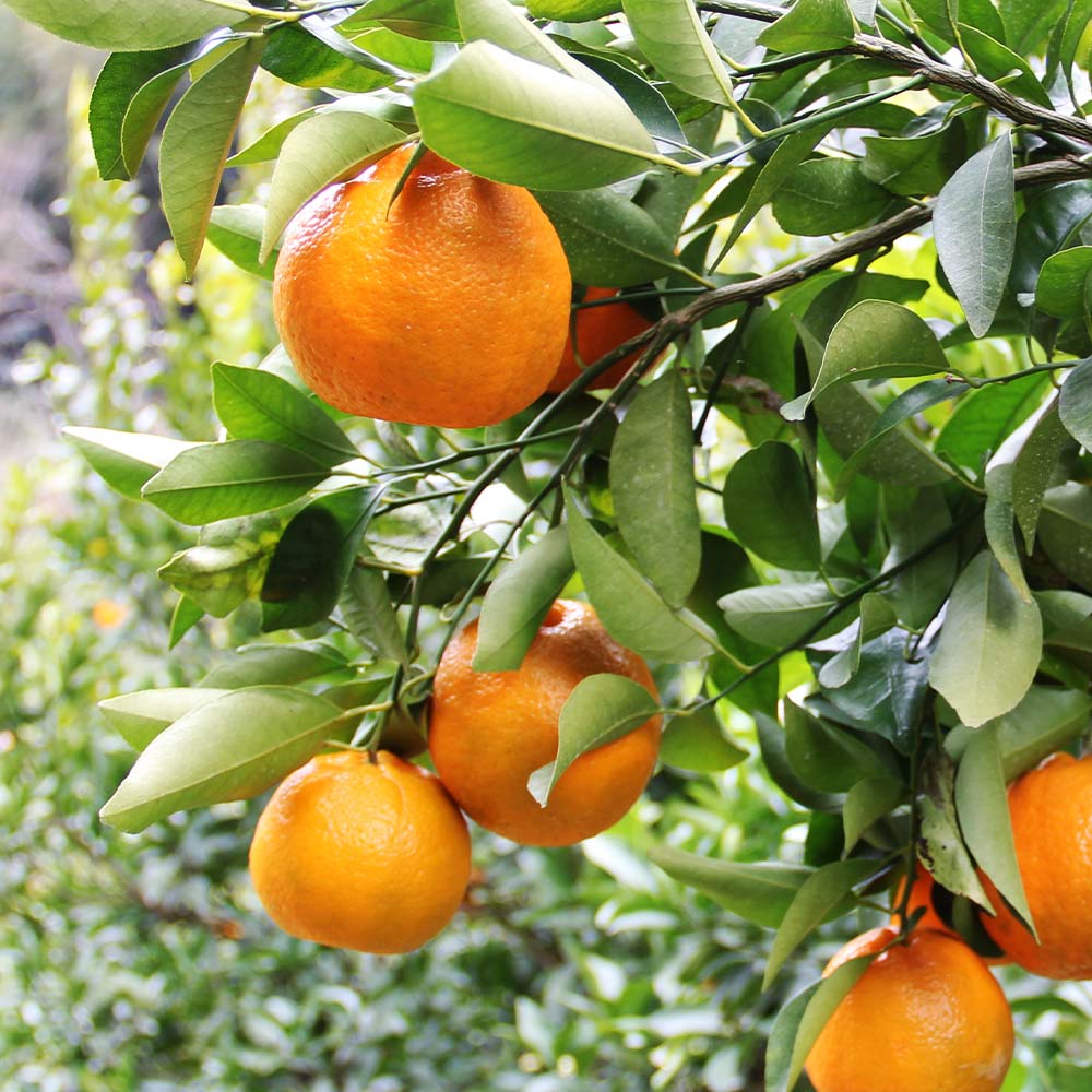 【令和８年発送】内原農園の減農薬栽培 ぽんかん（Lサイズ）5キロ 贈答用 みかん 蜜柑 ミカン 柑橘 かんきつ ポンカン フルーツ オレンジ 果物 くだもの 甘い ジューシー 高知【R01097】