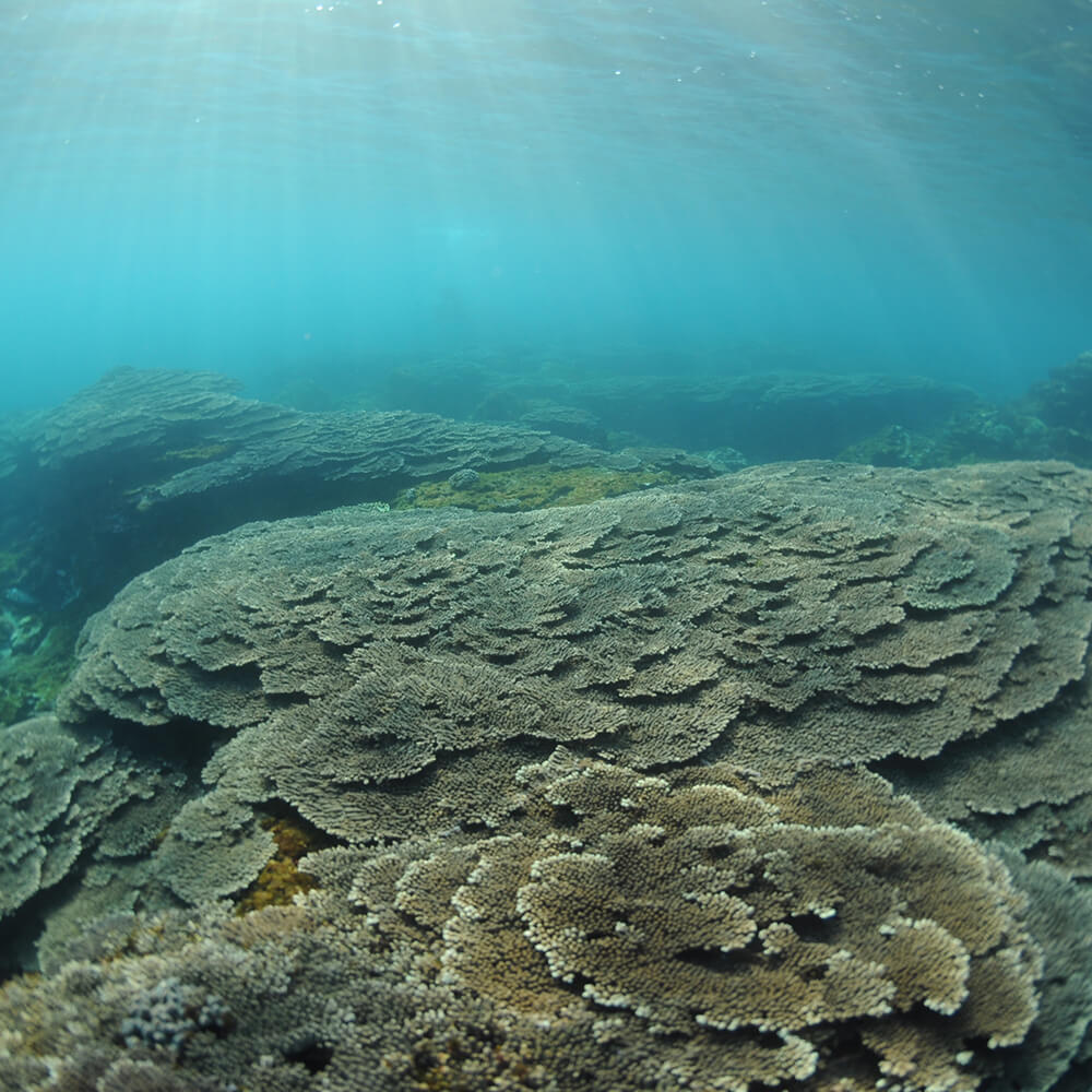 サンゴの楽園 高知・竜串 シュノーケリング 体験券（1名分）【初心者歓迎】絶景 海中公園 ツアー チケット マリンスポーツ 観光 高知 夏休み 自然 スーツ道具料一式込み アクティビティ【R01527】