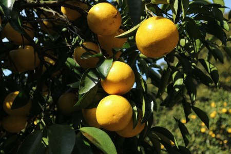 R8.4月中旬以降発送 ご贈答◎ ギフト◎ 小夏 10kg 10キロ 日向夏 みかん ミカン 柑橘 フルーツ こなつ コナツ ﾆｭｰｻﾏｰｵﾚﾝｼﾞ おやつ デザート 美味しい おいしい 国産 プレゼント 井村農園【R01491】