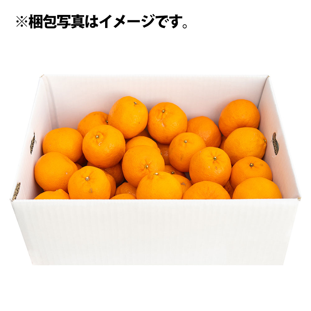 【R8年発送】ぽんかん10kg（谷川果樹園）デコポンの親  みかん 蜜柑 ミカン 不知火 しらぬい 柑橘 かんきつ ポンカン フルーツ オレンジ 果物 くだもの 果汁 甘い【R01144】