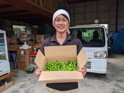 <先行受付> 訳あり土佐のししとう１kg（サイズ混合）野菜炒め 天ぷら 夏野菜 【R01329】