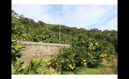 【R8年発送】＜訳あり＞早川農園の土佐文旦（５kg） 柑橘 フルーツ みかん ザボン ぶんたん ブンタン 果実 果物 くだもの フルーツ デザート 柑橘類 おやつ わけあり 家庭用 【R01372】