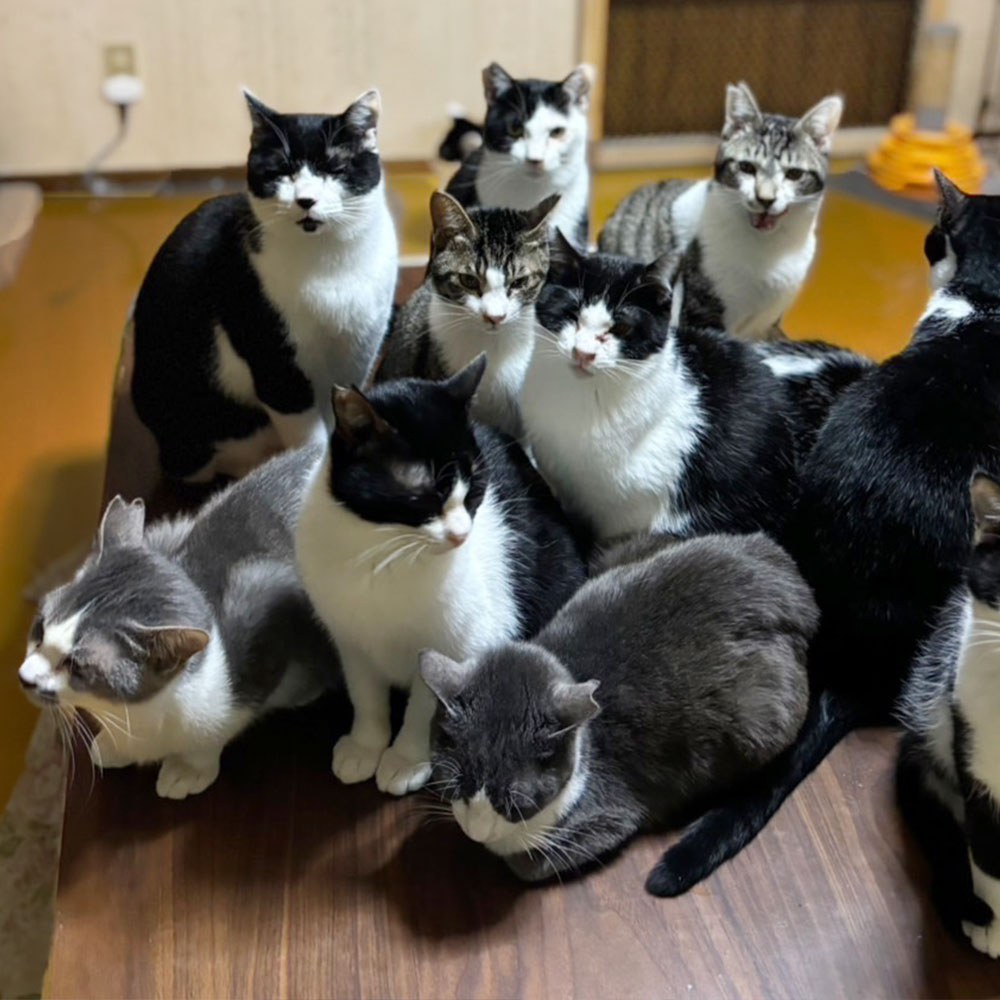 のらねこゼロプロジェクト 一口 50,000円（15,000円分）返礼品なし 保護猫 ネコ 猫 ねこ 動物 保護 愛護 TNR活動応援 支援 寄付 殺処分ゼロ クラウンドファンディング クラファン【R01385】