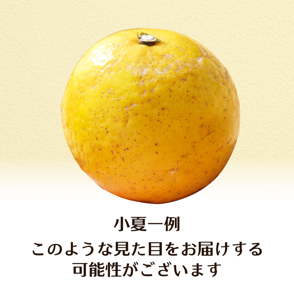 R8.4月中旬以降発送 規格外だけど規格外じゃない!? 訳あり 小夏 10kg 日向夏 みかん ミカン 柑橘 フルーツ 果物 果実 こなつ コナツ ﾆｭｰｻﾏｰｵﾚﾝｼﾞ おいしい 美味しい ワケアリ 自宅用 ご家庭用 高知県 井村農園【R01496】