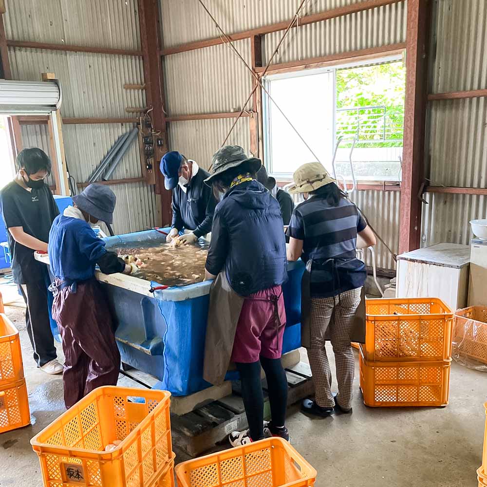 【先行受付】新生姜 3kg 水洗いのみ 生姜 生姜湯 ジンジャー しょうが ショウガ 3キロ 野菜 旬 季節限定 佃煮 甘酢漬け ジンジャーエール サラダ 新鮮 温まる 温活 冷え対策 国産 高知県 土佐清水市 高知【R01553】