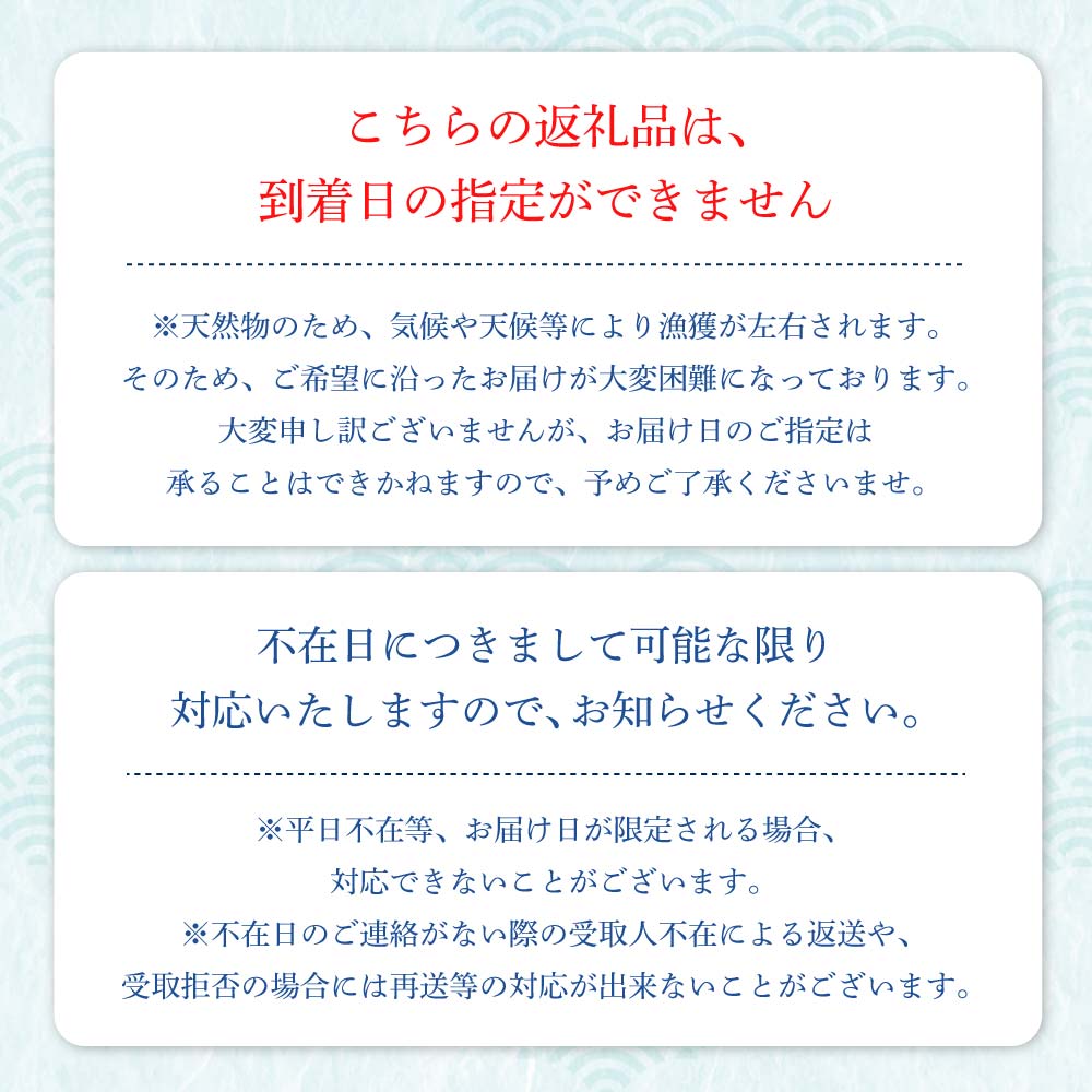 幻の天然セミエビ 約1.6kg~1.7kg（サイズおまかせ）※着日指定不可※漁師のごちそうをお届け！甲殻類 海老 海鮮BBQ えび エビ せみえび 冷蔵 配送 新鮮 美味しい 希少 高級食材 故郷納税【R01570】