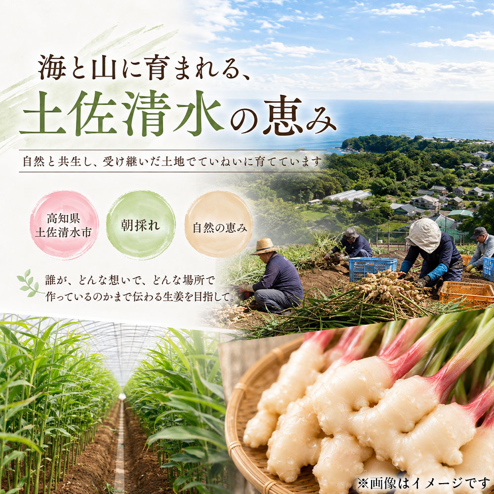新生姜 8kg（4kg×2箱）水洗いのみ 生姜 生姜湯 ジンジャー しょうが ショウガ 8キロ 野菜 旬 季節限定 佃煮 甘酢漬け ジンジャーエール サラダ 新鮮 温まる 温活 冷え対策 国産 高知県 土佐清水市 送料無料【R01776】