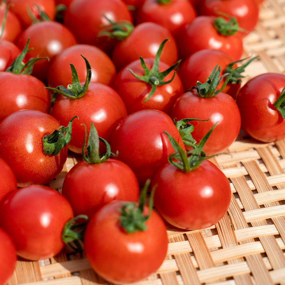 完熟フルティカトマト1kg（中玉サイズ）3回定期便 秋 10月/11月/12月にお届け 天然地下水使用  完熟ミディトマト とまと 1000g 1キロ 野菜 サラダ 料理 美味しい ギフト 国産 高知県 土佐清水市【J00222】