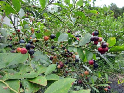 【先行予約】無農薬・川渕さん家の完熟ブルーベリー 冷凍 500g（250g×2パック）フルーツ 果物 無農薬 完熟 国産 冷凍 ブルーベリー お菓子作りトッピング 先行予約 7000円【R00114】