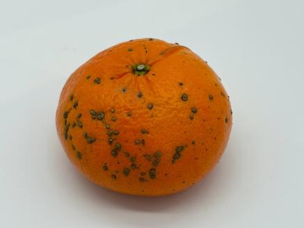 【訳あり】早川農園の麗紅(れいこう)５kg　みかん 柑橘 フルーツ 先行予約【R00223】