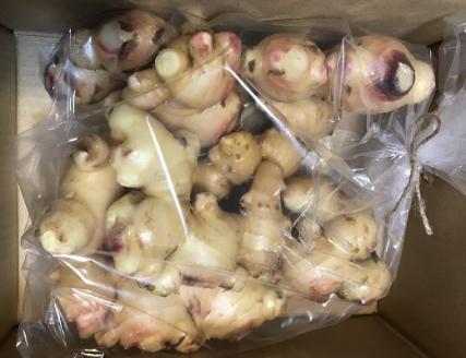 自然農 新生姜１kg（洗いショウガ）皮まで食べられる 甘酢漬け ガリ 農薬肥料不使用【R00248】