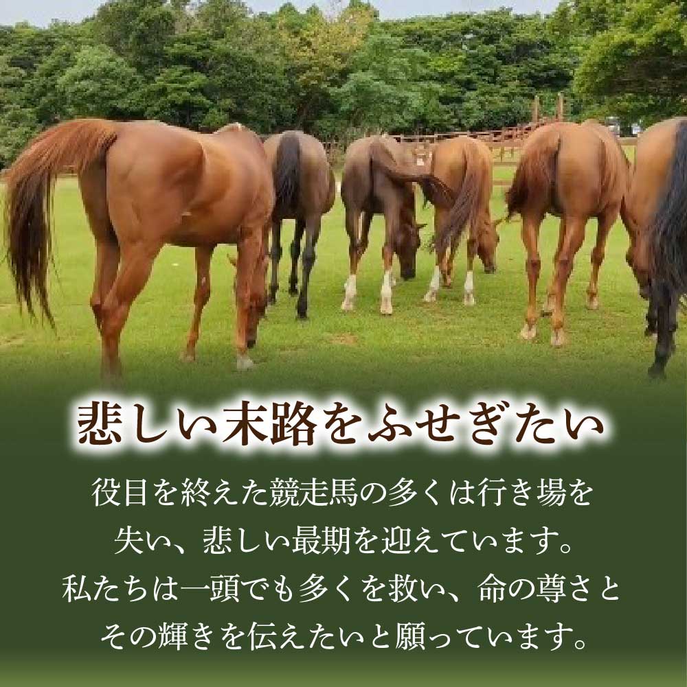 引退馬 余生支援 1,000円コース 返礼品なし 養老馬 競走馬 引退競走馬 馬支援 競馬 馬 うま ウマ 馬支援 動物 あしずりダディー牧場 高知県 土佐清水市【R01528】