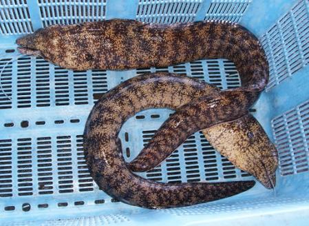 薬味付き 藁焼き カツオのたたき（１節）×ウツボのたたき（１P）食べ比べ Wセット 冷凍 刺身 さしみ 魚介 海鮮 おかず 惣菜 鰹 かつお タタキ うつぼ 淡白 珍味 新鮮 食品 冷凍 配送【R00525】