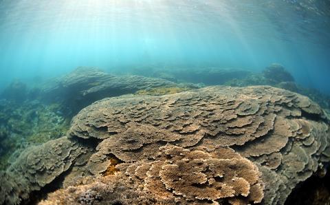 絶景竜串海中公園！ファンダイビング２ボート体験券(Cカード所有者1名用)チケット マリンスポーツ 観光【R01523】