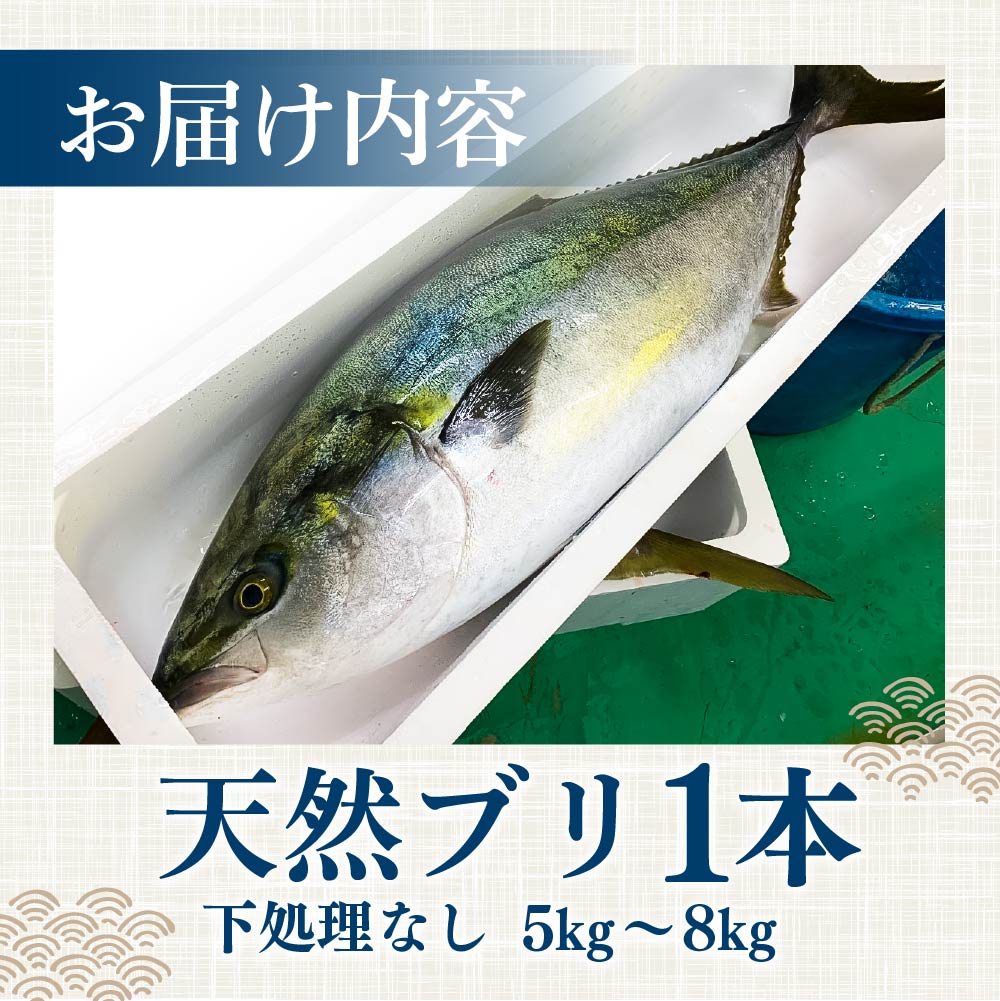 【先行受付】土佐清水産天然ぶり まるごと１本（5kg～8kg）下処理なし（内臓除去無し）【※着日指定不可※】鮮魚 鰤 ブリ ぶり大根 刺身 ぶりしゃぶ 天然【R00873】