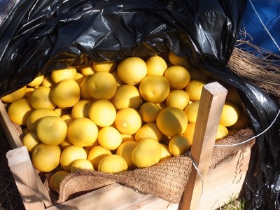 【令和８年発送】オレンジ園の土佐文旦10kg 柑橘 フルーツ みかん ザボン ぶんたん 【R01089】