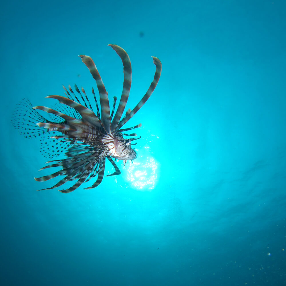 サンゴの楽園 高知・竜串 シュノーケリング 体験券（1名分）【初心者歓迎】絶景 海中公園 ツアー チケット マリンスポーツ 観光 高知 夏休み 自然 スーツ道具料一式込み アクティビティ【R01527】