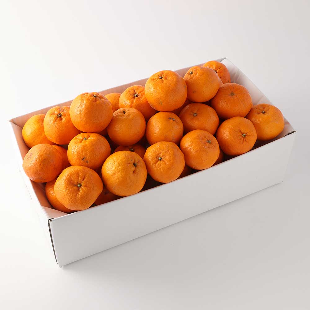 【R8年発送】【訳あり】ぽんかん５kg（谷川果樹園）デコポンの親  みかん 蜜柑 ミカン 不知火 しらぬい 柑橘 かんきつ ポンカン フルーツ オレンジ 果物 くだもの 果汁 甘い【R01141】